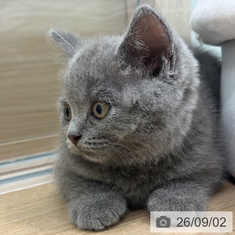ブリティッシュショートヘアの写真