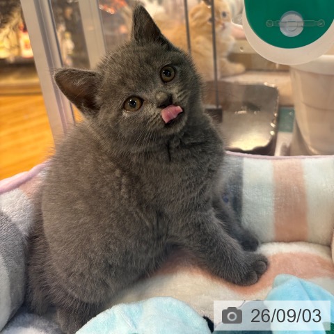 ブリティッシュショートヘアの写真
