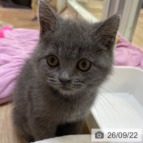 大阪府のブリティッシュショートヘアー (ペットプラス 堺北花田店/2026年7月3日生まれ/男の子/ブルー)の子猫の4枚目の画像