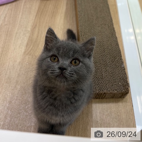 大阪府のブリティッシュショートヘアー (ペットプラス 堺北花田店/2026年7月3日生まれ/男の子/ブルー)の子猫の4枚目の画像