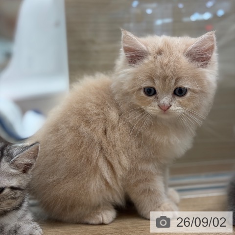 サイベリアンの写真