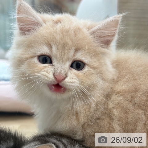 サイベリアンの写真
