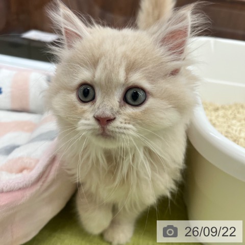 京都府のミヌエット (ペットプラス 京都桂川店/2026年7月3日生まれ/男の子/クリームタビー)の子猫の3枚目の画像
