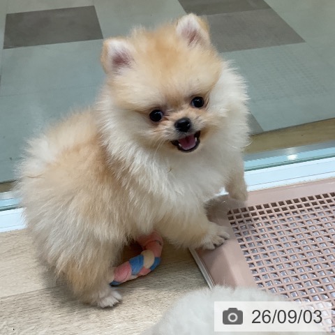 ポメラニアンの写真