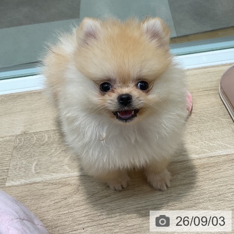 ポメラニアンの写真
