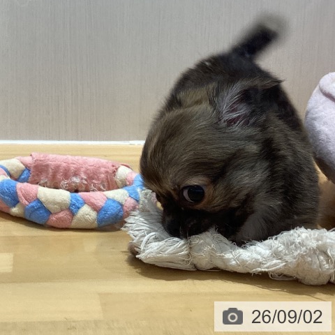 チワワの写真