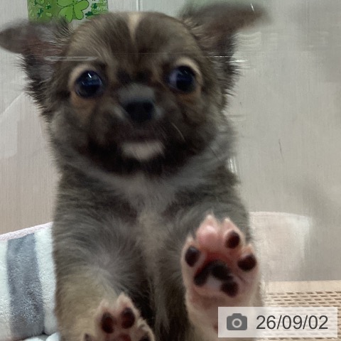 チワワの写真