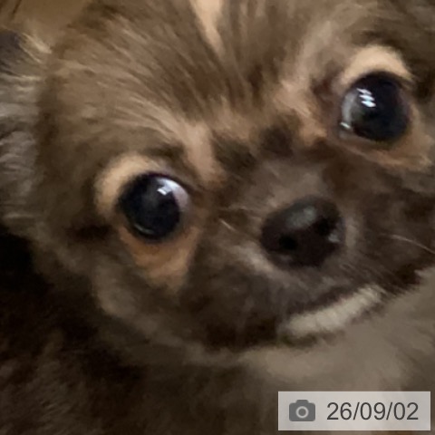 チワワの写真