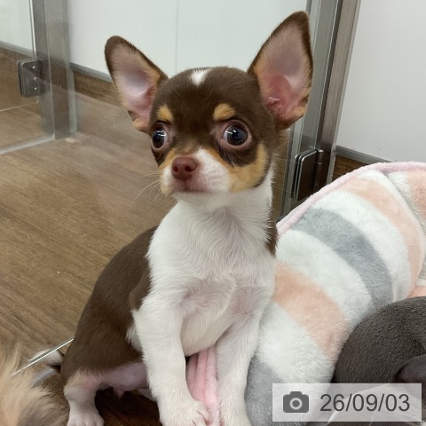 チワワの写真