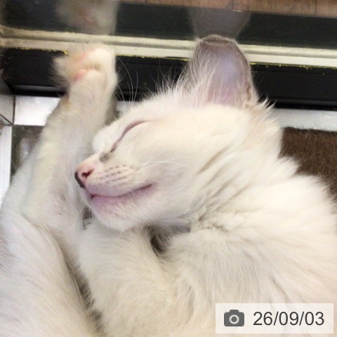 ラグドールの写真