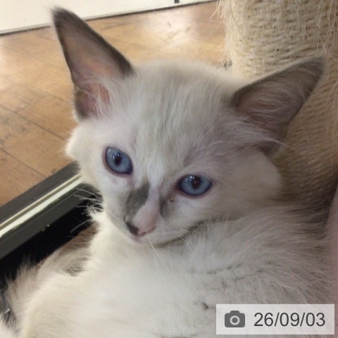 ラグドールの写真