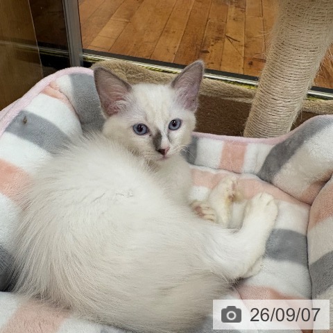 京都府のラグドール (ペットプラス 久御山店/2026年6月30日生まれ/男の子/ブルーポイント)の子猫の3枚目の画像
