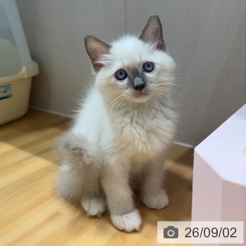 ラグドールの写真