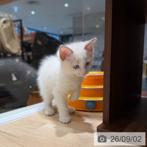 ラグドールの写真