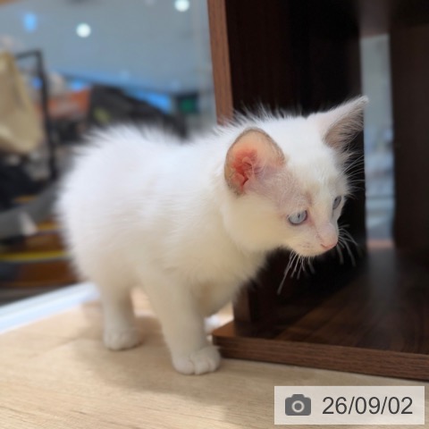 ラグドールの写真