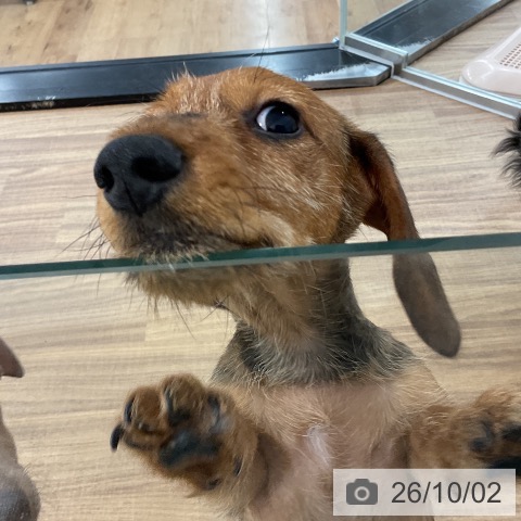 茨城県のミニチュアダックスフンド(ロング) (ペッツワン 阿見店/2026年7月3日生まれ/男の子/レッド)の子犬の3枚目の画像