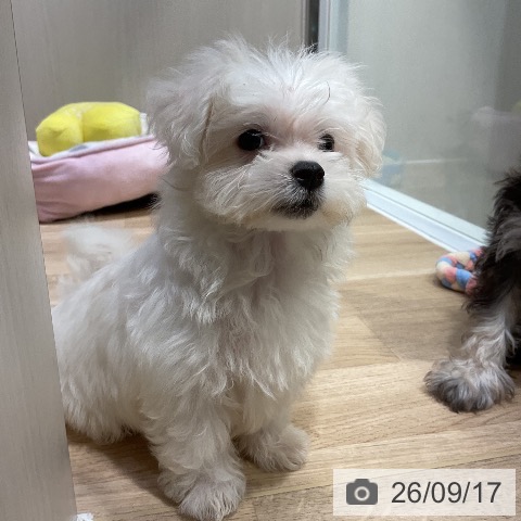 マルチーズの写真