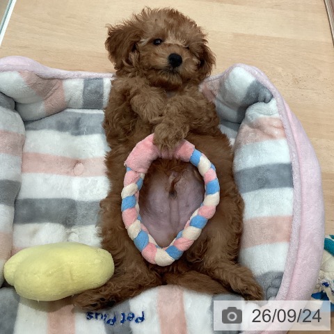 神奈川県のトイプードル(トイ) (ペットプラス 海老名店/2026年7月4日生まれ/男の子/アプリコット)の子犬の4枚目の画像
