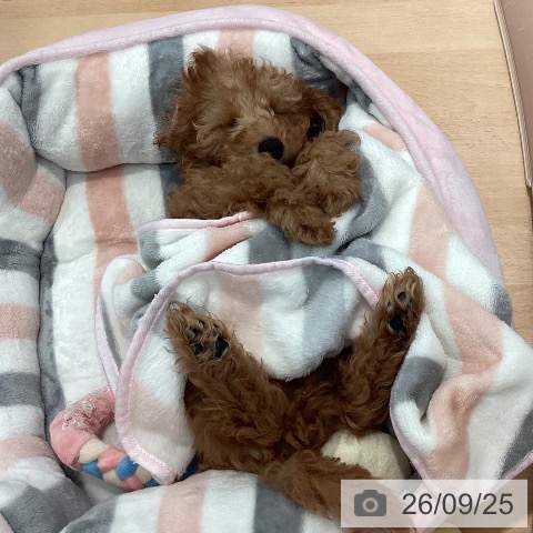 神奈川県のトイプードル(トイ) (ペットプラス 海老名店/2026年7月4日生まれ/男の子/アプリコット)の子犬の4枚目の画像
