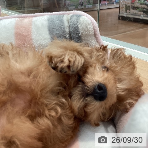 神奈川県のトイプードル(トイ) (ペットプラス 海老名店/2026年7月4日生まれ/男の子/アプリコット)の子犬の4枚目の画像