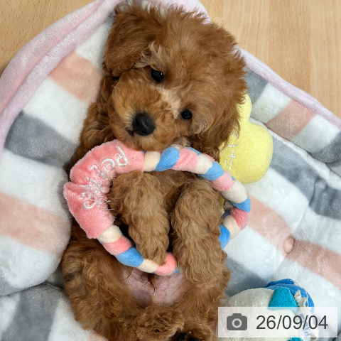 神奈川県のトイプードル(トイ) (ペットプラス 海老名店/2026年7月4日生まれ/男の子/アプリコット)の子犬の3枚目の画像