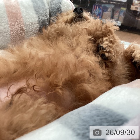 神奈川県のトイプードル(トイ) (ペットプラス 海老名店/2026年7月4日生まれ/男の子/アプリコット)の子犬の3枚目の画像