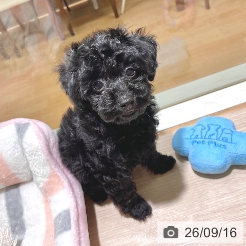 東京都のトイプードル(トイ) (ペットプラス 板橋店/2026年7月4日生まれ/女の子/ブラック)の子犬の4枚目の画像