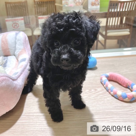 東京都のトイプードル(トイ) (ペットプラス 板橋店/2026年7月4日生まれ/女の子/ブラック)の子犬の3枚目の画像