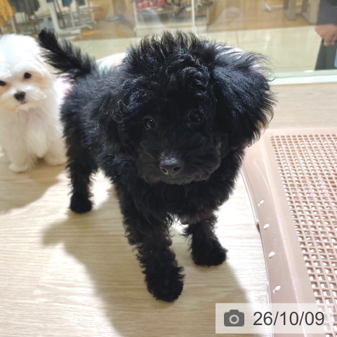 東京都のトイプードル(トイ) (ペットプラス 板橋店/2026年7月4日生まれ/女の子/ブラック)の子犬の4枚目の画像