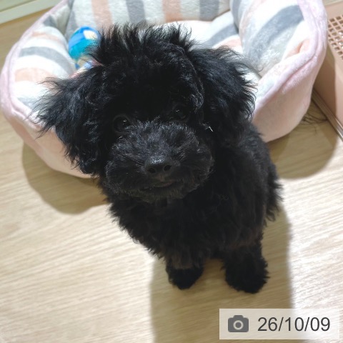 東京都のトイプードル(トイ) (ペットプラス 板橋店/2026年7月4日生まれ/女の子/ブラック)の子犬の3枚目の画像