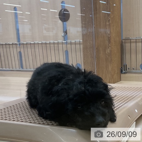 埼玉県のトイプードル(トイ) (ペッツワン 浦和美園店/2026年7月4日生まれ/女の子/ブラック)の子犬の4枚目の画像