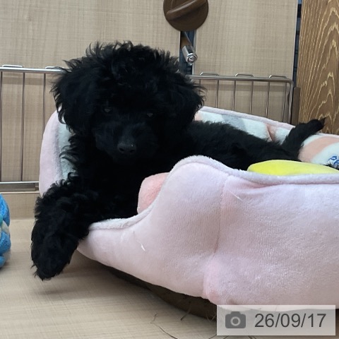 埼玉県のトイプードル(トイ) (ペッツワン 浦和美園店/2026年7月4日生まれ/女の子/ブラック)の子犬の3枚目の画像