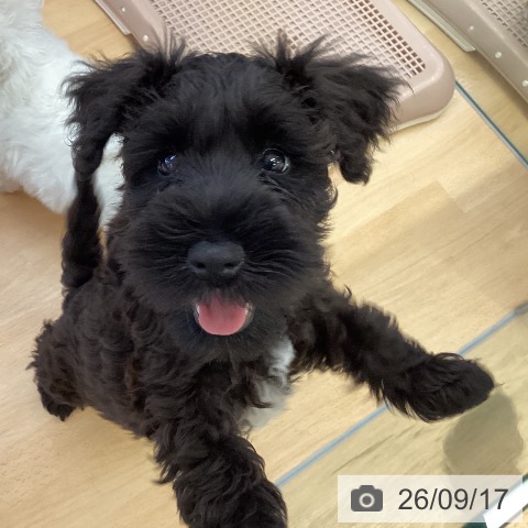埼玉県のミニチュアシュナウザー (ペットプラス 羽生店/2026年7月4日生まれ/男の子/ブラック)の子犬の3枚目の画像