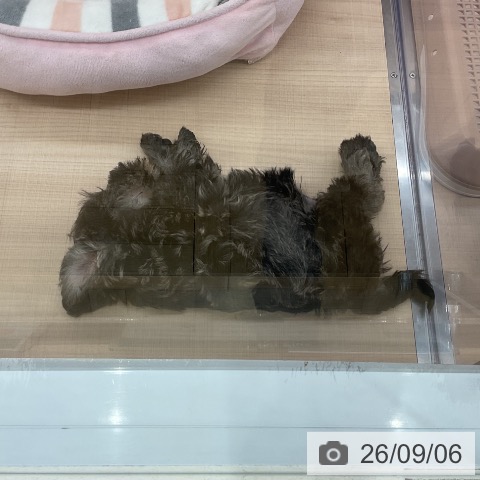 埼玉県のミニチュアシュナウザー (ペッツワン 浦和美園店/2026年7月4日生まれ/女の子/ソルトペッパー)の子犬の4枚目の画像