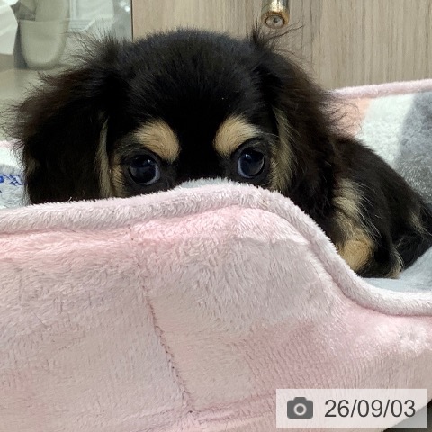 ミニチュア・ダックスフンドの写真