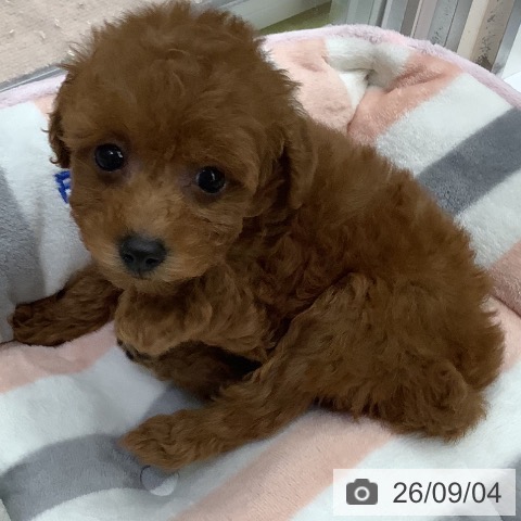 長野県のトイプードル(トイ) (ペットプラス 松本店/2026年7月4日生まれ/女の子/レッド)の子犬の4枚目の画像