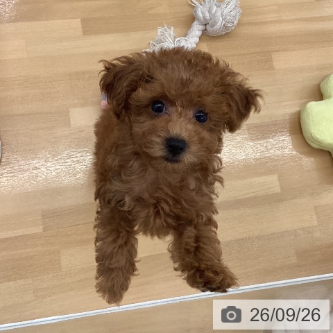 長野県のトイプードル(トイ) (ペットプラス 松本店/2026年7月4日生まれ/女の子/レッド)の子犬の3枚目の画像
