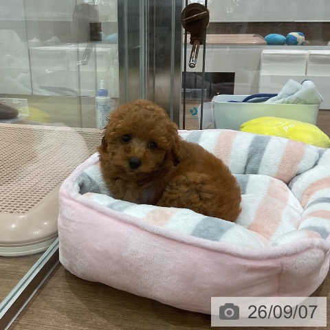 埼玉県のトイプードル(トイ) (ペッツワン 吉川美南店/2026年7月4日生まれ/女の子/レッド)の子犬の3枚目の画像