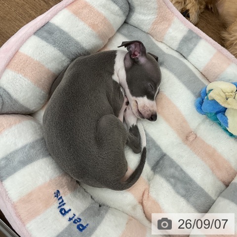千葉県のイタリアングレーハウンド (ペッツワン 千葉ニュータウン店/2026年7月4日生まれ/女の子/ブルーホワイト)の子犬の3枚目の画像