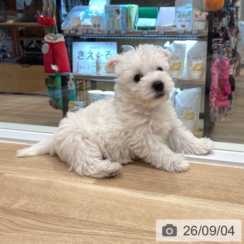 東京都のウエストハイランドホワイトテリア (ペットプラス 大井町トラックス店/2026年7月3日生まれ/男の子/ホワイト)の子犬の3枚目の画像