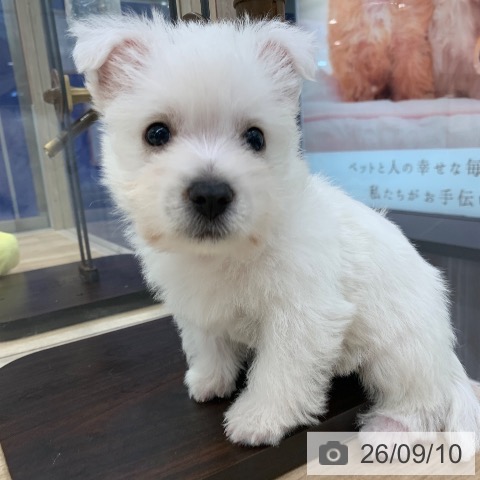 東京都のウエストハイランドホワイトテリア (ペットプラス アクアシティお台場店/2026年7月3日生まれ/男の子/ホワイト)の子犬の3枚目の画像