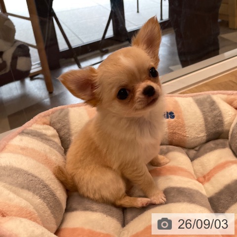 チワワの写真