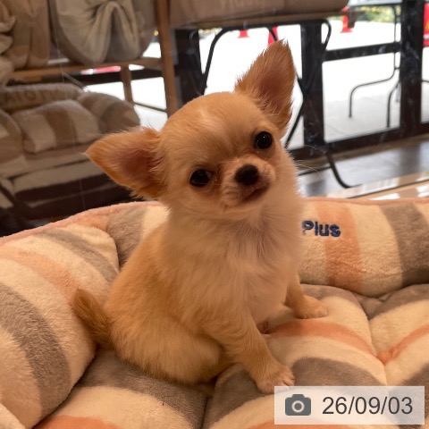 チワワの写真