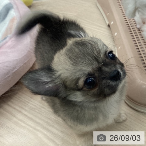 チワワの写真