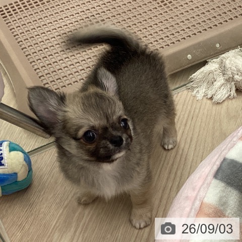 チワワの写真
