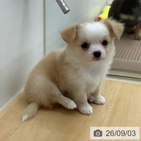 チワワの写真