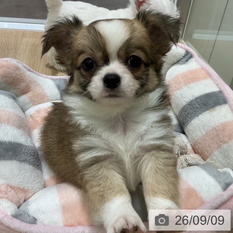 宮城県のチワワ(ロング) (ペットプラス 名取店/2026年7月4日生まれ/男の子/フォーンホワイト)の子犬の4枚目の画像