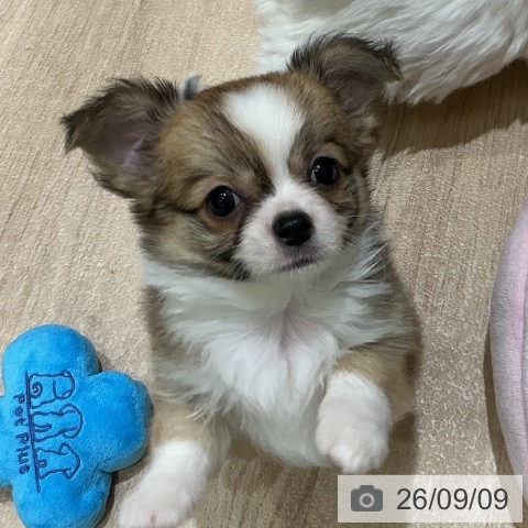 宮城県のチワワ(ロング) (ペットプラス 名取店/2026年7月4日生まれ/男の子/フォーンホワイト)の子犬の3枚目の画像