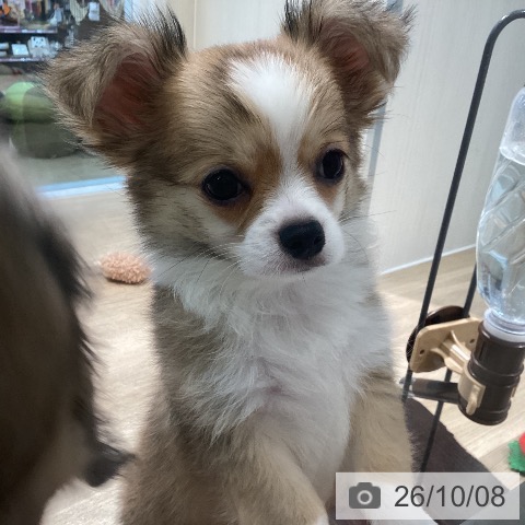 宮城県のチワワ(ロング) (ペットプラス 仙台泉大沢店/2026年7月4日生まれ/男の子/フォーンホワイト)の子犬の4枚目の画像