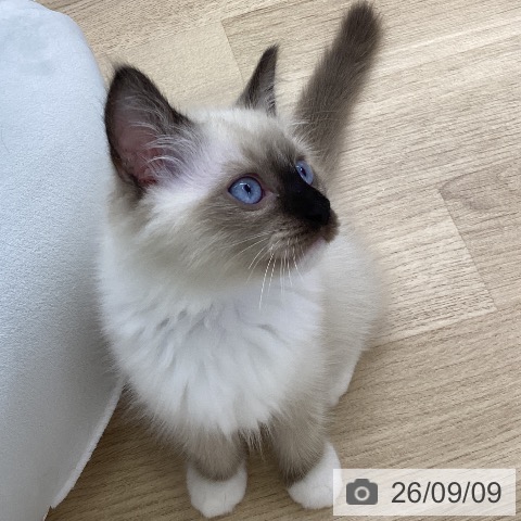 山梨県のラグドール (ペットプラス 甲府昭和店/2026年7月4日生まれ/男の子/シールポイントミテッド)の子猫の3枚目の画像